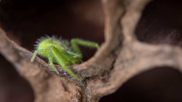 Bright green spider hides in a shelter incredible wildlife