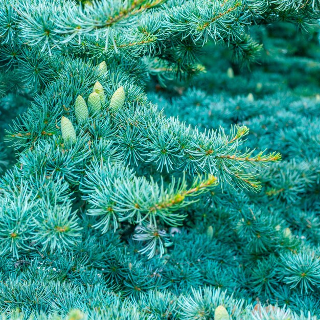 Bright green spruce background with cones, blurred focus