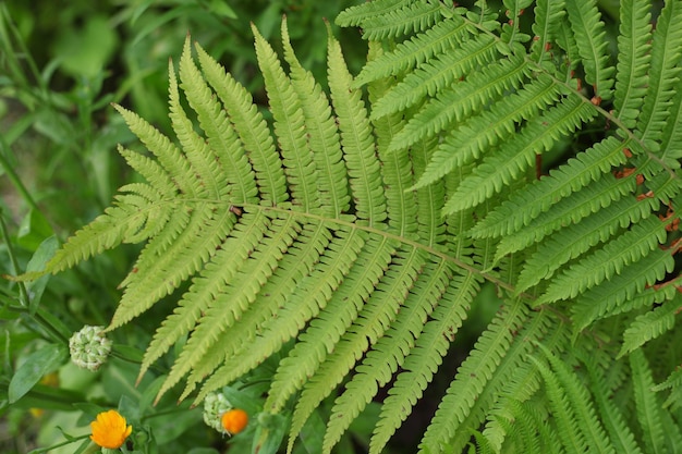 Bright green summer fern closeup