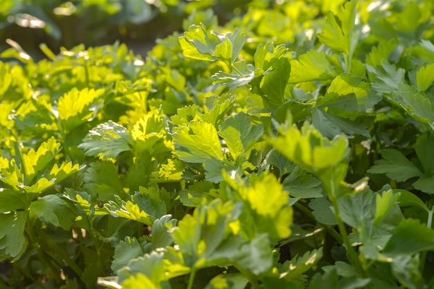 Bright green vegetables In the organic vegetable garden without chemicals