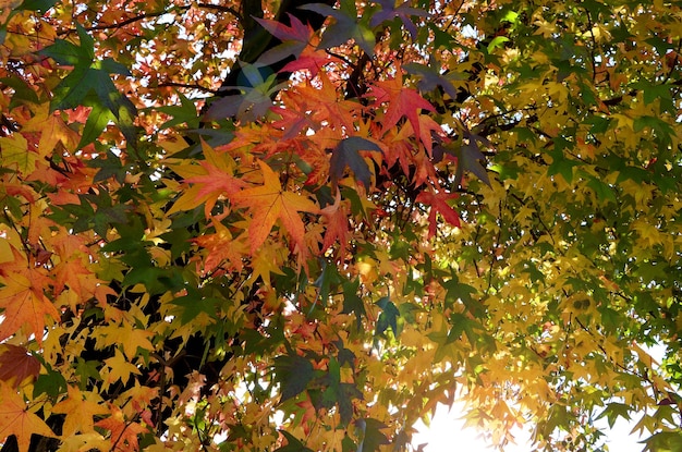 bright green yellow and red leaves in an autumn park