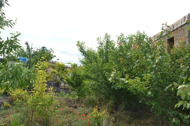 Bright green young trees in a garden in the south Fruit trees in the garden