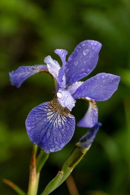 Bright iris flowers on a natural background Floriculture perennials landscape design