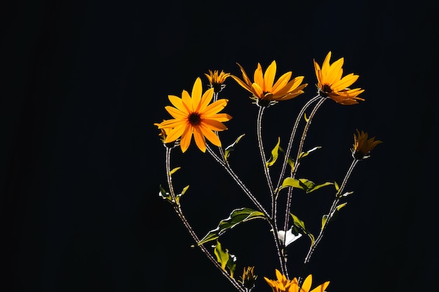 Bright jerusalem artichoke or topinambur flowers on a black background