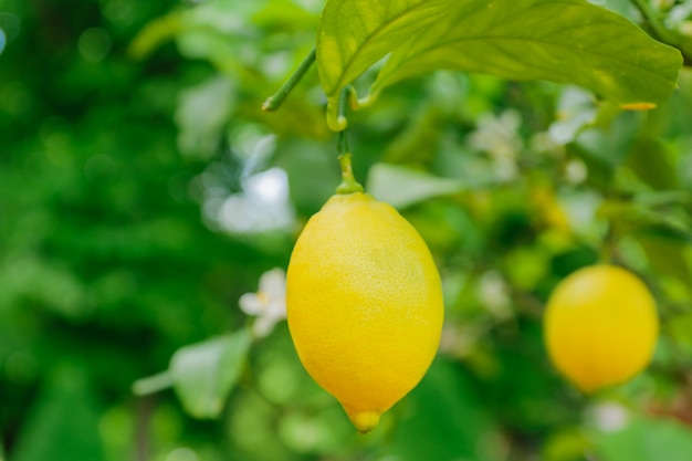 Photo bright juicy lemons hanging on a tree. growing citrus fruits, soft focus