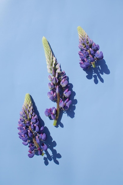 Bright juicy lupins on a bright and beautiful background in full screen