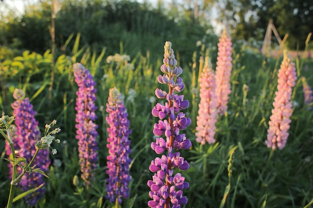 Bright juicy lupins on a bright and beautiful background in full screen