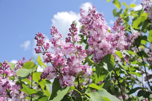 Bright juicy spring flowers in nature in full screen