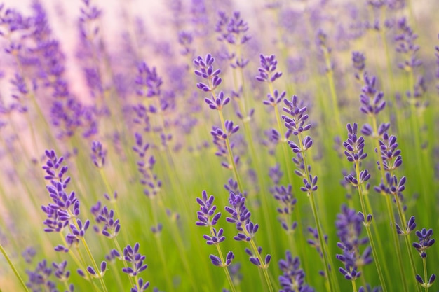 Bright lavender flowers selective focus In a lavender field