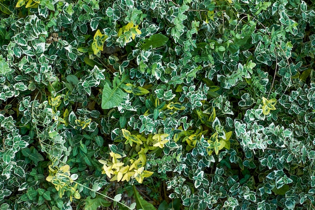 Bright leaves of green bush