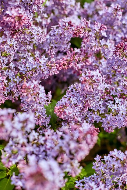 Bright lilac flowers on a beautiful summer Sunny day. Large beauty lilac Bushes bloom in nature. Spring has come