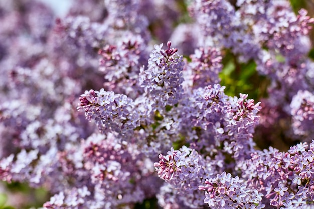 Bright lilac flowers on a beautiful summer Sunny day. Large beauty lilac Bushes bloom in nature.