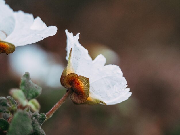 Bright macro side shot of a white franklinia flower