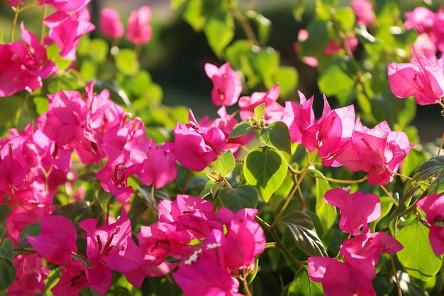 Bright magenta flowers in blossom in sunny day Pink floral background Purple Bougainvillea spectabilis Interesting nature concept for presentation of your product or wallpaper Soft focus