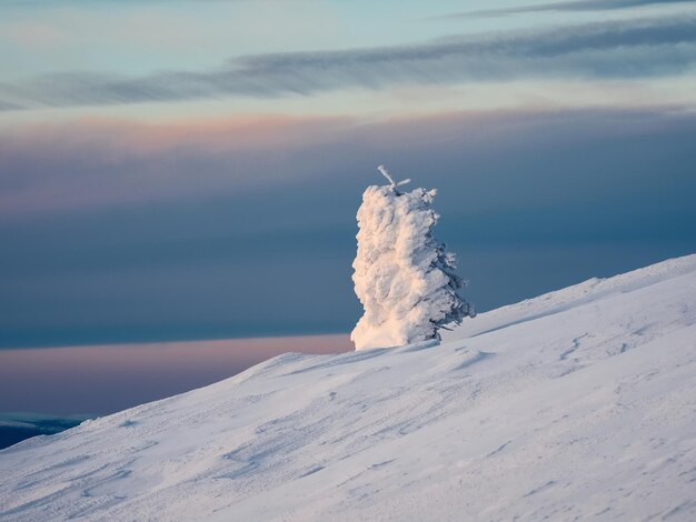 Bright magical bizarre silhouette of fir tree are plastered with snow Arctic harsh nature Mystical fairy tale of the winter Snow covered lonely Christmas fir tree on mountainside