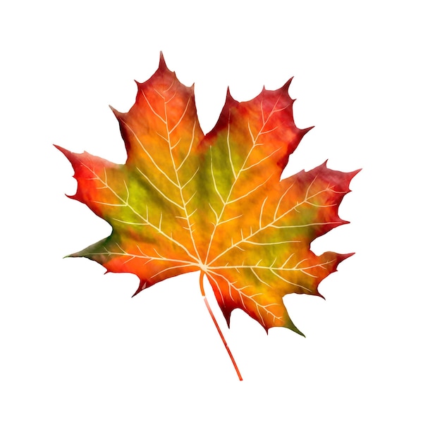 Bright Maple Leaf Watercolor