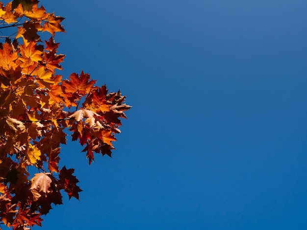 Bright maple leaves on a blue sky background, autumn background, copyspace.