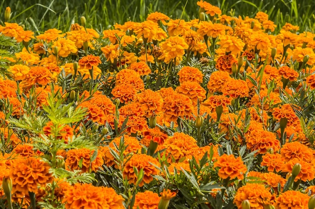 Bright marigold flowers in nature on a flowerbed in the park