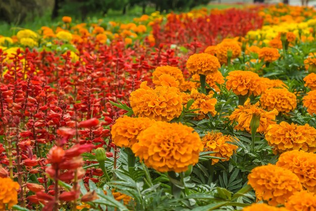 Photo bright marigold flowers in nature on a flowerbed in the park