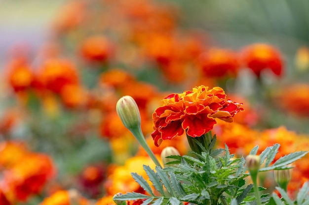 Bright marigolds on the flowerbed Blooming marigolds