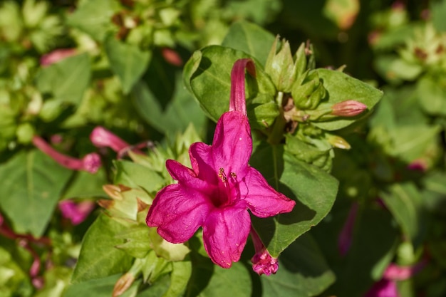 Photo bright mirabilis flower latin mirabilis jalapa closeup in a summer garden