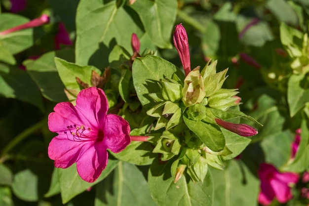 Photo bright mirabilis flower latin mirabilis jalapa closeup in a summer garden