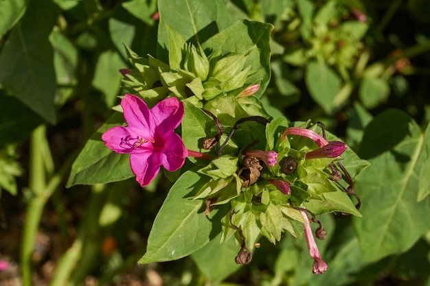 Photo bright mirabilis flower latin mirabilis jalapa closeup in a summer garden