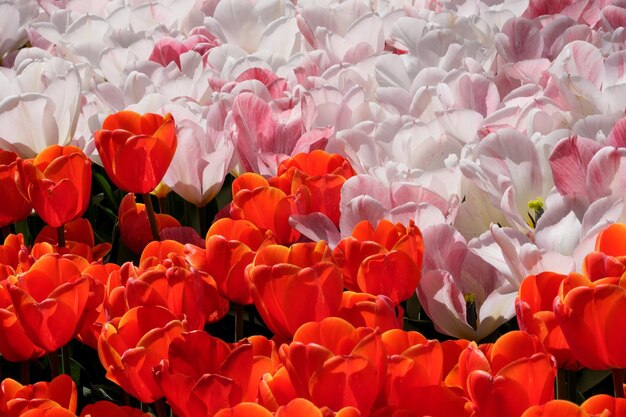 Bright multicolored blooming tulips