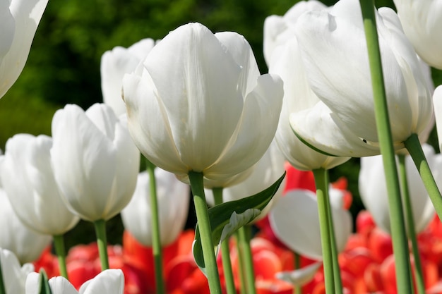 Bright multicolored blooming tulips