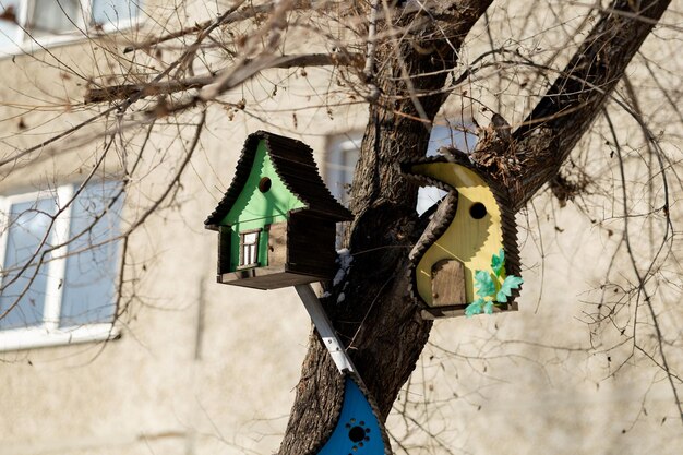 Bright multicolored house for birds hanging on a tree