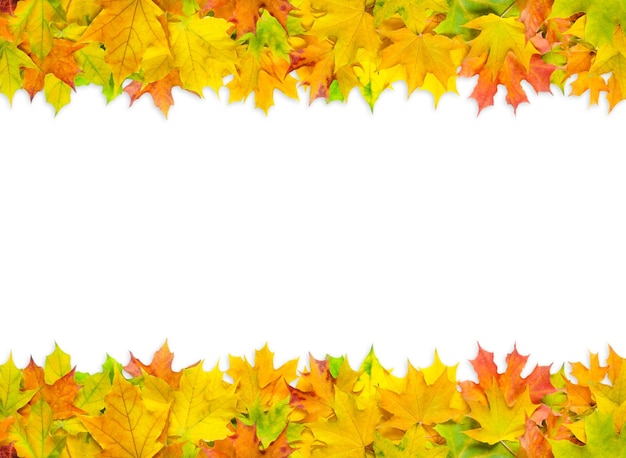 Bright multicolored maple leaves isolated on white background