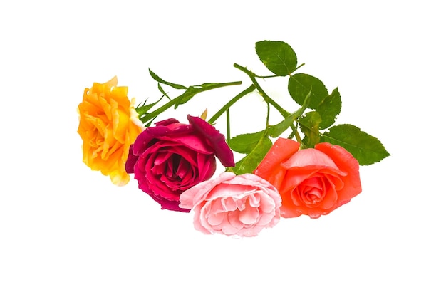 Bright multicolored rose flowers on a white background