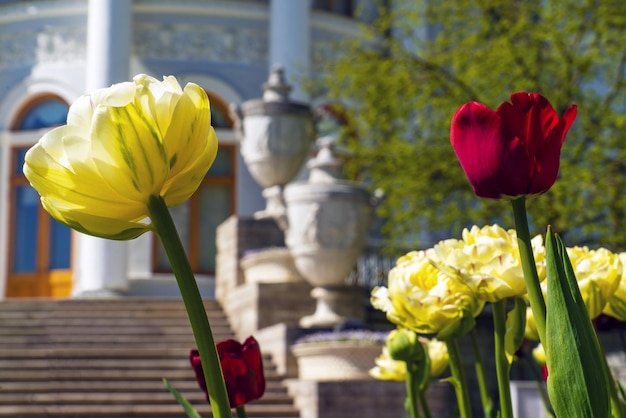 Bright multicolored tulips on a flower bed near Elagin's Palace