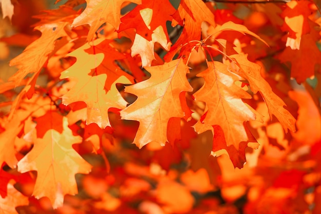 Bright oak autumn leaves on branch oak autumn leaves autumn season with oak leaves