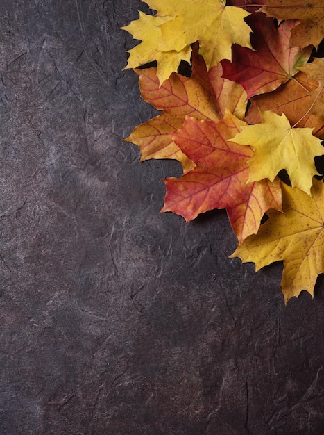 Bright orange autumn maple leaves on a dark concrete background Top view and copy space