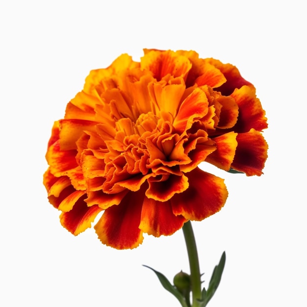 A bright orange flower against a white background