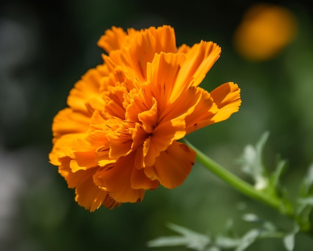 A bright orange flower with the word marigold on it