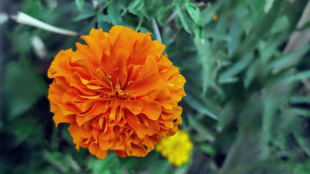 A bright orange flower with a yellow center and a few green leaves.