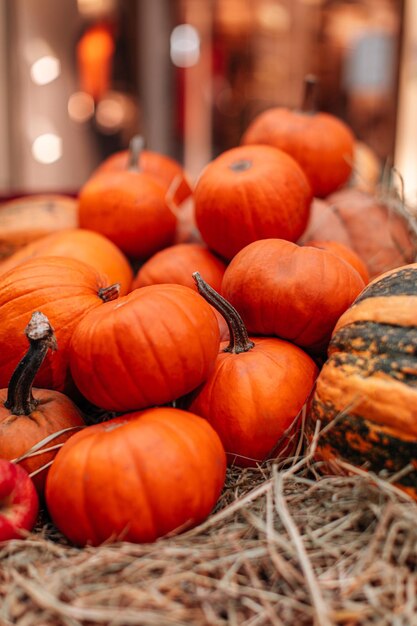 Bright orange fresh seasonal pumpkins on hay Autumn harvest and thanksgiving composition Vertical