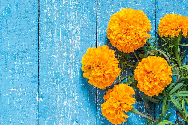 Photo bright orange marigolds on a blue wooden background with copy space