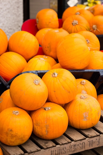 Bright orange pumpkin, which can be bought on the market in Scotland.