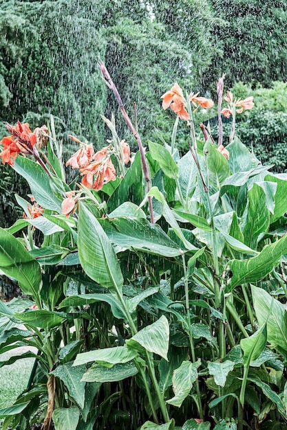 Bright orange and red canna flowers growing on high plant stems in public garden during watering