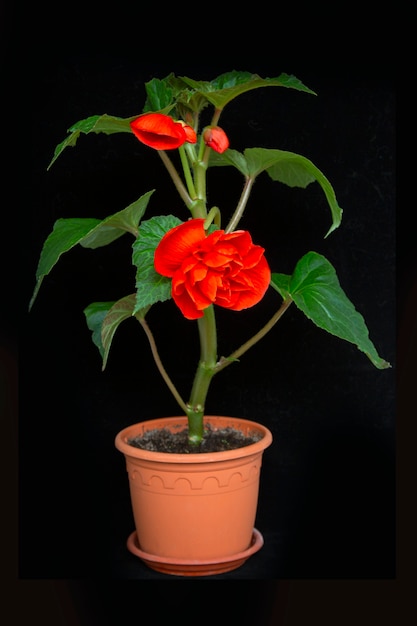 Bright orange tuberous begonia in a pot isolate on a black surface Floriculture hobby home and garden plants