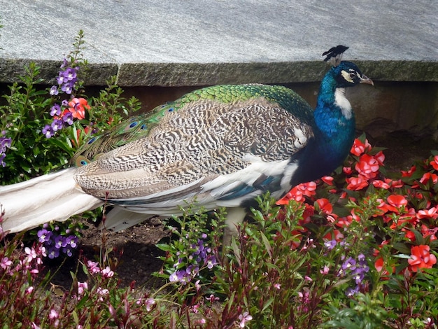 A bright peacock bird walks among colorful flowers of different varieties