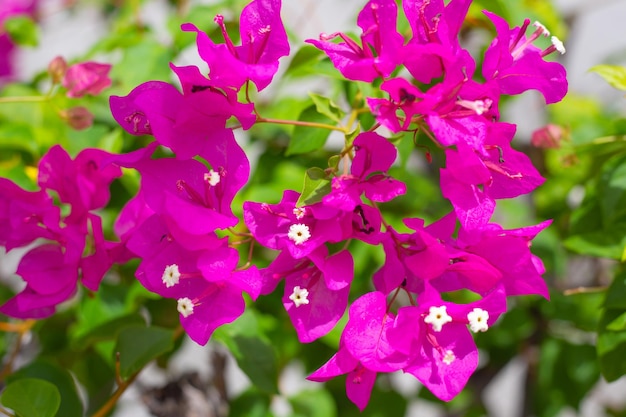 Bright pink bougainvillea flowers Tropical plants of Thailand Wallpaper