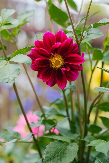 Bright pink dahlia flower blooms in the garden in summer