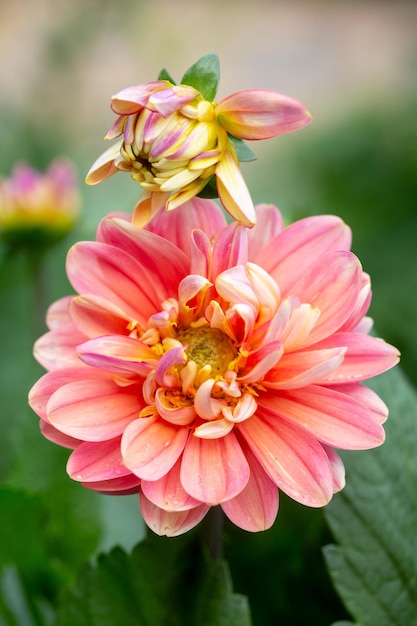 Bright pink dahlia flower on a flower bed in summer Gardening perennial flowers landscaping