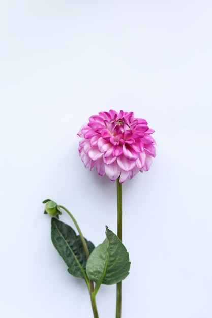 a bright pink dahlia flower on a white background