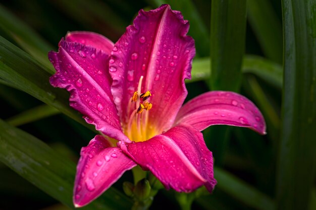 Bright pink daylily Hemerocallis in the summer garden Gardening landscaping perennial flowers