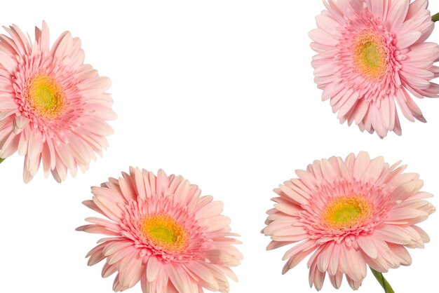 Photo bright pink gerbera daisy flower isolated on a white